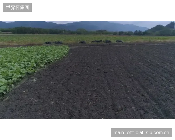IPL数据部门启动历史回溯,优化了黑土球道全赛季的压实强度曲线 IPL数据部门启动历史回溯,优化了黑土球道全赛季的压实强度曲线